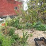 a permaculture guild uses carefully selected plants to reduce maintenance and chemical inputs