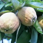 russsian quince fruits are fuzzy when they grow on the tree