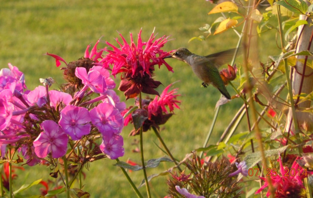 Bee balm is a favorite flower of hummingbirds in my yard. Photo c Alice Raimondo