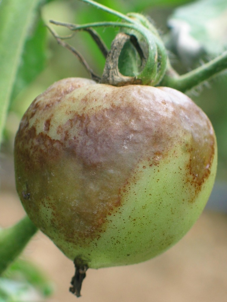 We all dread seeing these symptoms of late blight appear on our tomatoes!