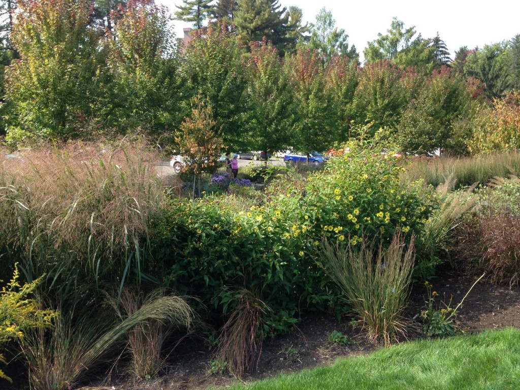 Garden buffers like this one at Cornell Plantations in Ithaca can be used to filter polluted run off from parking lots.