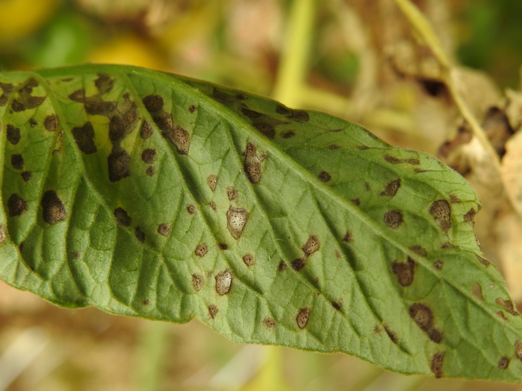 Small dark brown spots with tan centers containing very tiny black specks called pycnidia (spore structures) are characteristic of Septoria leaf spot.