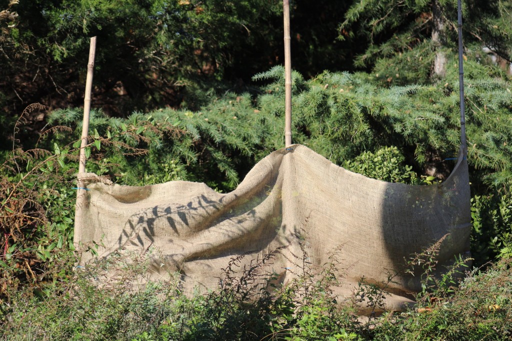 A piece of burlap posted in front of these inkberry plants will protect them from winter sun and wind. Photo c Alice Raimondo.