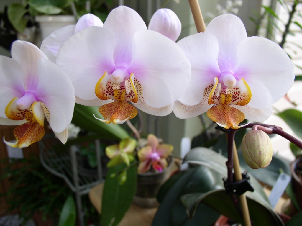 Phalenopsis orchids love humidity. Photo c Alice Raimondo.