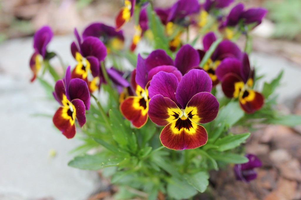 Violas or pansies are blooming outdoors now! Photo c Sandra Vultaggio.