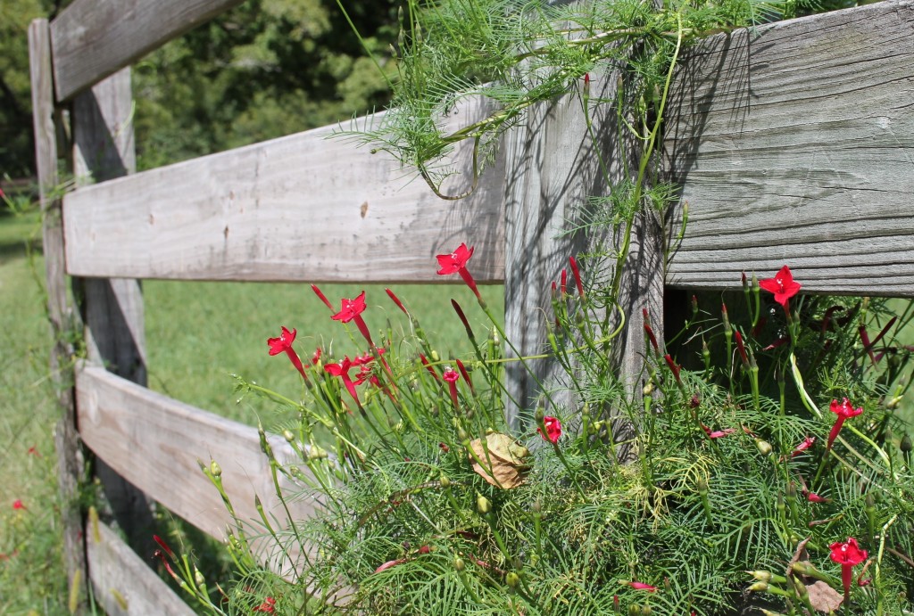 Cypress vine makes a great splash of color on a wooden fence.
