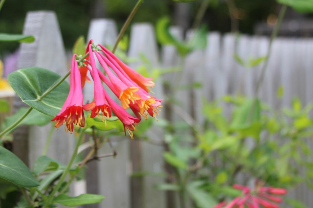 Our wonderful native honeysuckle attracts hummingbirds.