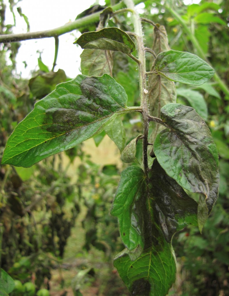 Inspect tomato plant leaves for symptoms of late blight, such as the discoloration you see here. Photo by Meg McGrath.