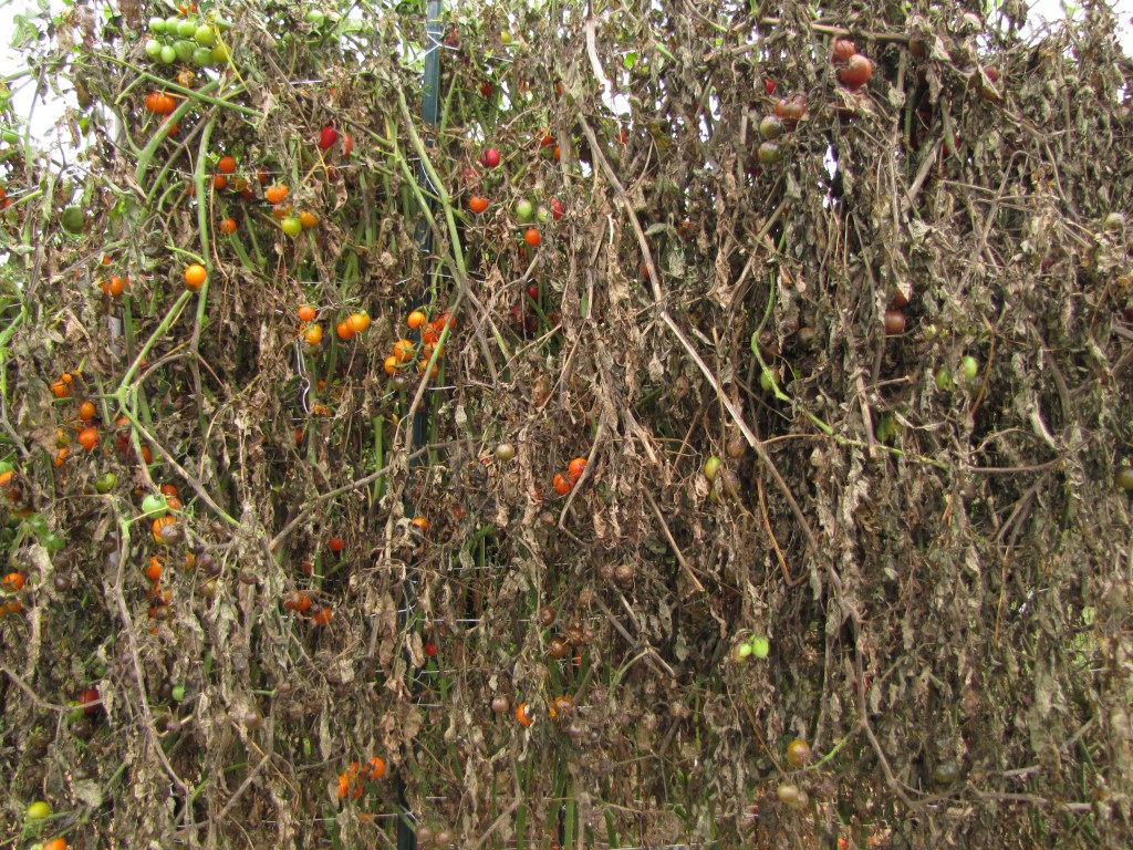 Sungold cherry tomato can be devastated by late blight, as it was here in my garden in 2013.
