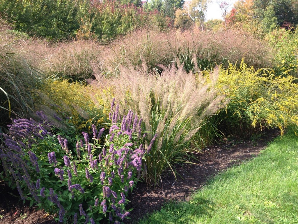 Giant hyssops, switchgrass, and goldenrod are some of the species growing in this rain garden at Cornell Plantations in Ithaca, planted next to its parking lot to absorb and clean polluted storm-water run off. Photo 