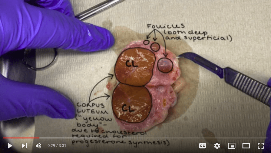 Link to bovine ovary aspiration sub-skill video