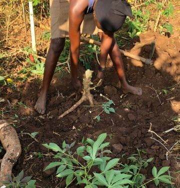 Woman harvests cassava root.