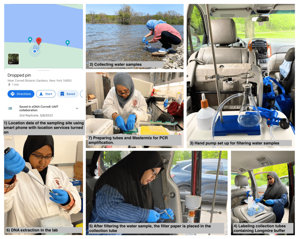 Series of photos showing the eDNA process from water sample collection through lab analysis. Photos by Lee Yoke Lee