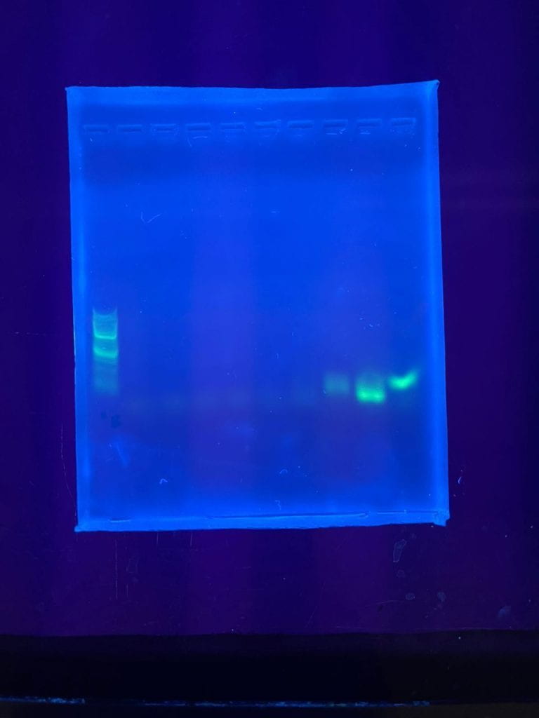 Interpreting gel electrophoresis results: our PCR product contained amplicons with at least 100 base pairs, as we would expect. Photo by Lee Yoke Lee