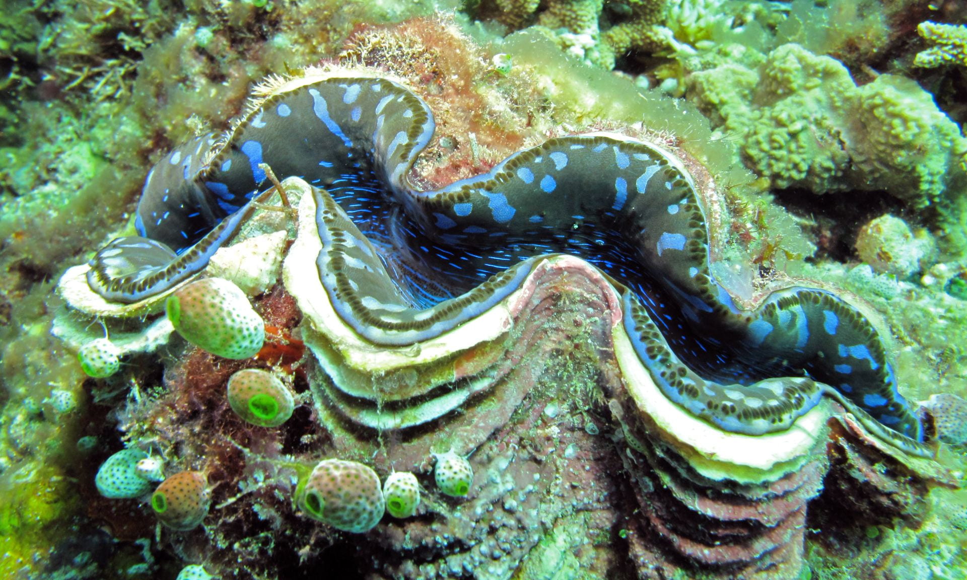 Tridacna maxima or Maxima clam has close-set scutes and its lower part is usually embedded in the substrate, features that distinguish it from other Giant clams. Photo by Bernard Dupont