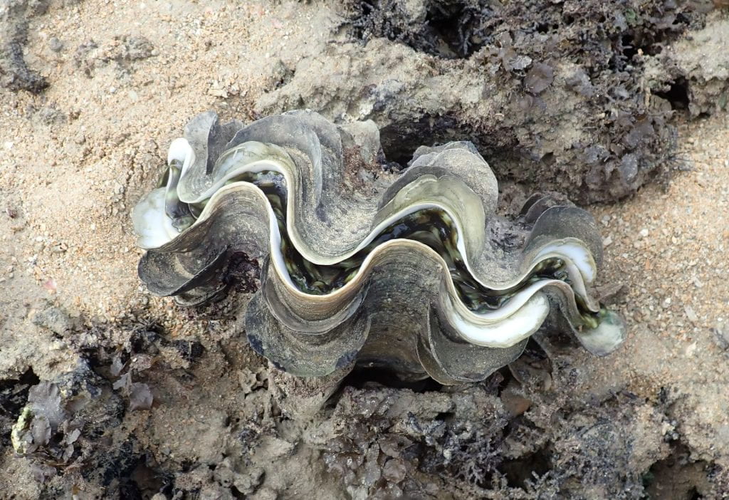 Tridacna squamosa or Fluted giant clam is known for its symmetrical shell valves and widely-spaced scutes. It does not embed into the substrate like T. crocea and T. maxima. Photo by Ria Tan