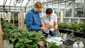mattson and grad student allred masked and working collecting data in greenhouse
