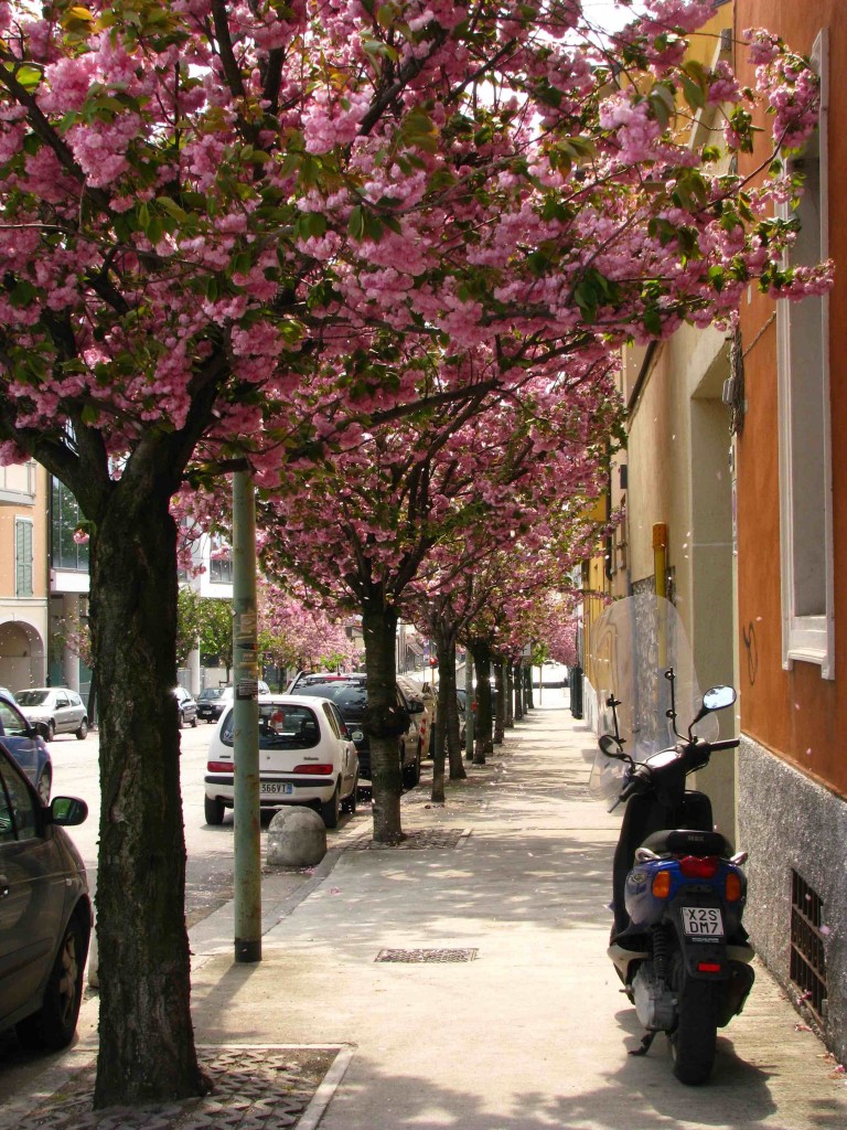 Blossoms in Brescia
