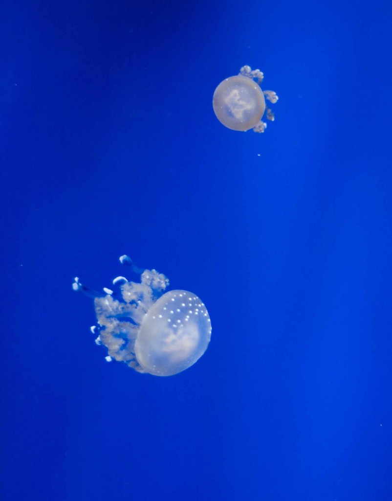 Carefree jellyfish in the Genova Acquarium