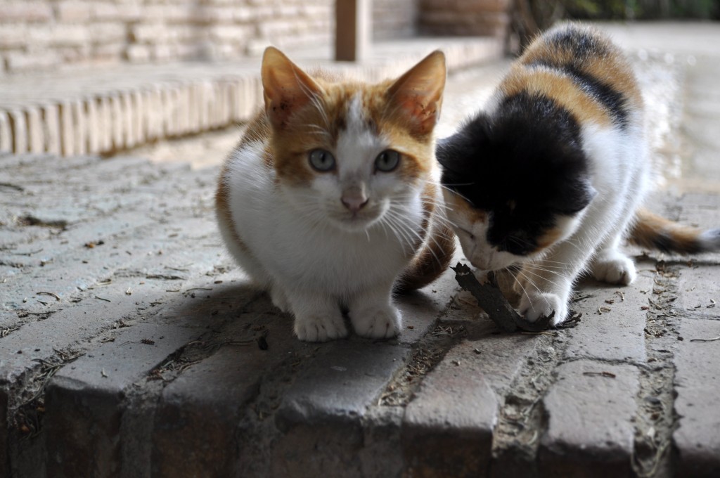 cute Alhambra kittens