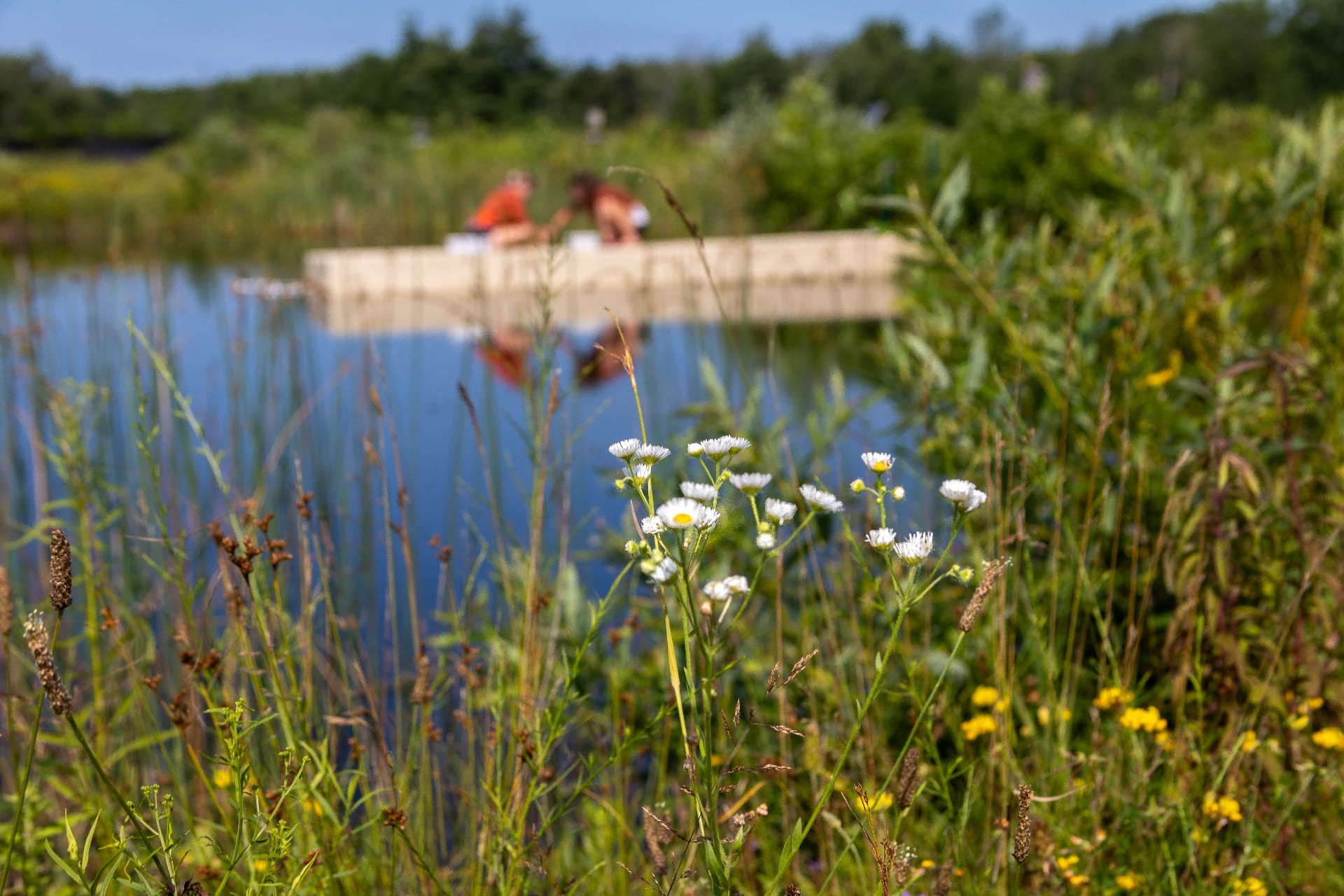 Flowers in the foreground with students on a dock in the background.
