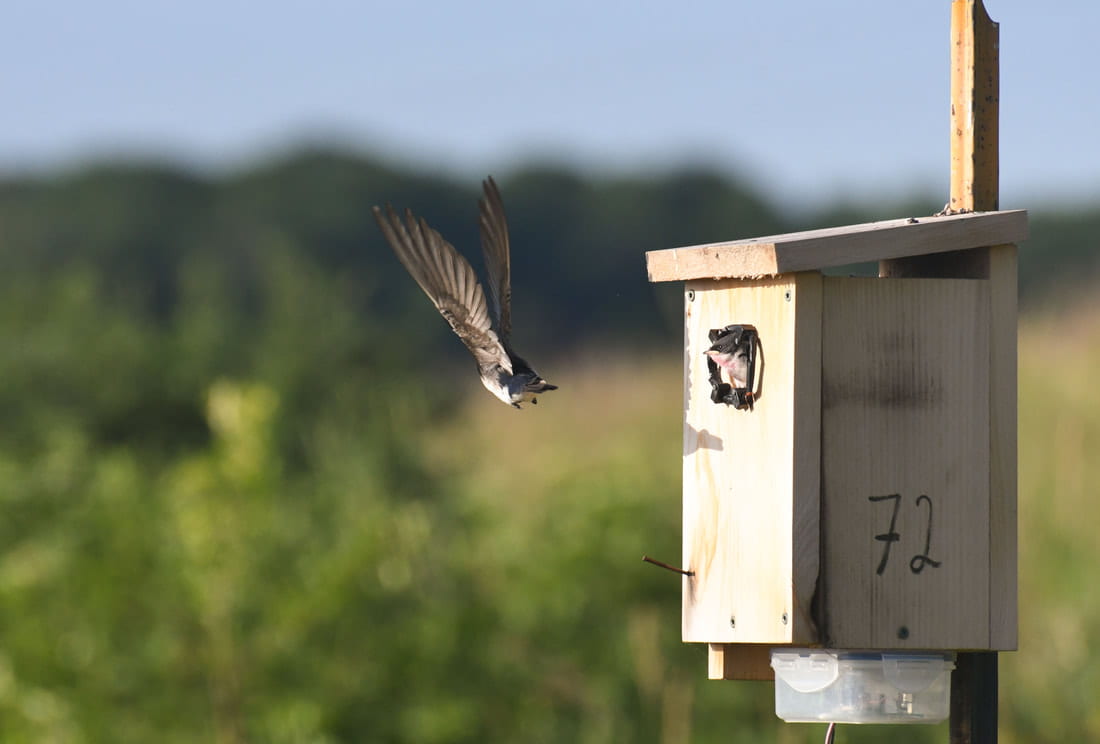 A Tree swallow nest box at the experimental ponds.
