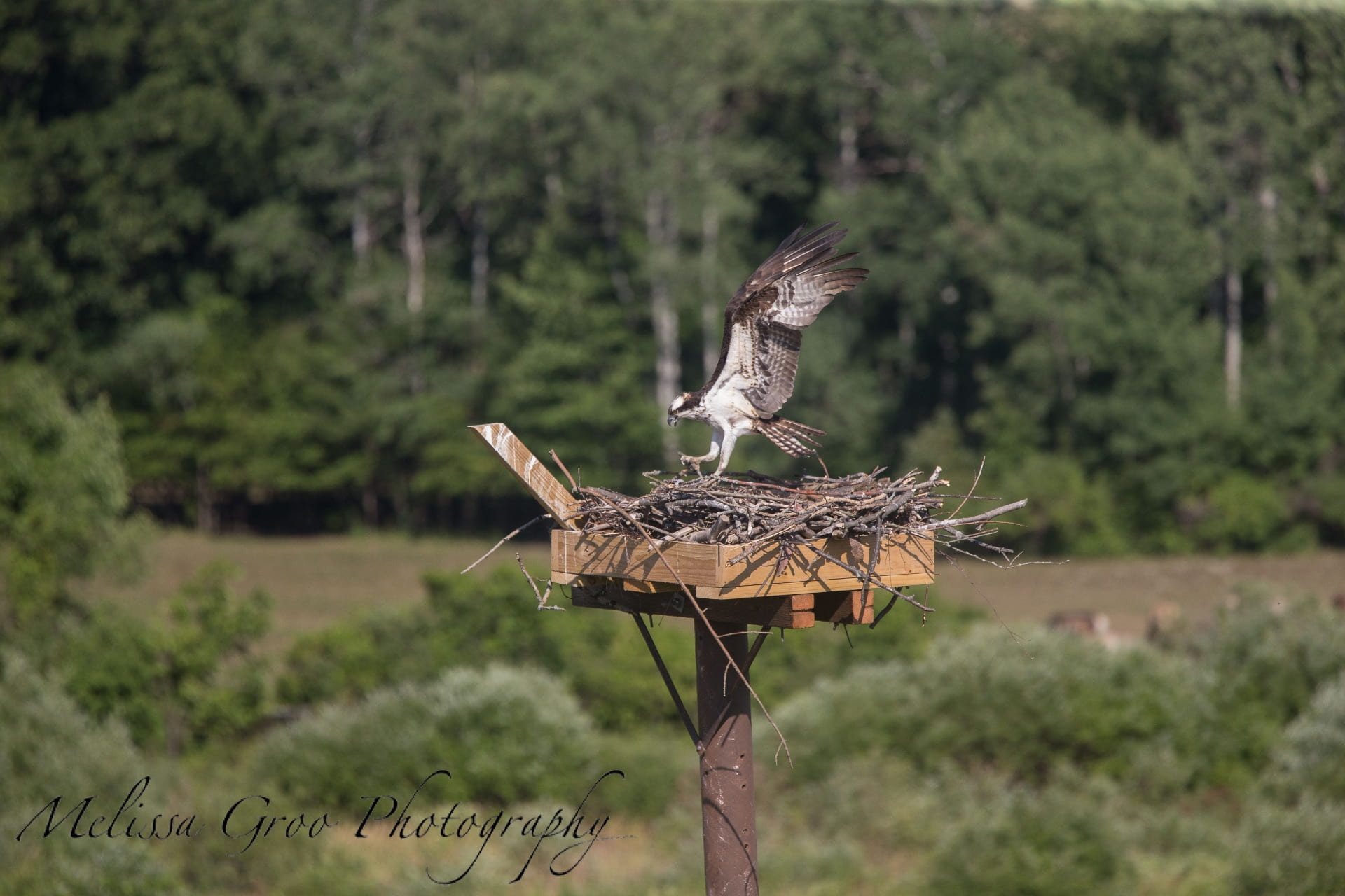 An Osprey flies into the nest at the experimental ponds facility.