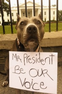 President dog