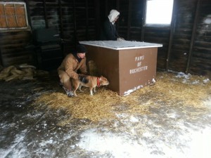Dog house and straw donated by PAWS of Rochester