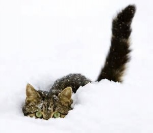 cat buried in snow