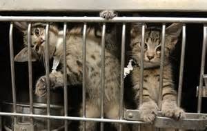 kittens in cage