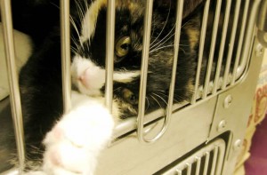 black-and-white-cat-in-shelter-cage