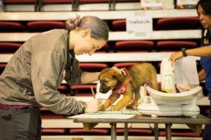 Dr. Mackenzie Gallegos ('19 MSMP intern) completes a puppy's medical chart at a Spayathon for Puerto Rico clinic. 