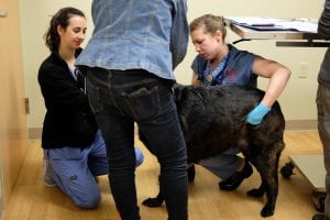 CU vet student, Renee Staffeld, does physical exam on large dog during Schuyler County Wellness Clinic 