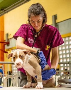 Sabine Fischer-Daly DVM ('18 Shelter Medicine Intern) examines a dog at a Spayathon for Puerto Rico clinic