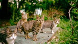 Image of stray cats from petdoctorvet.com.au