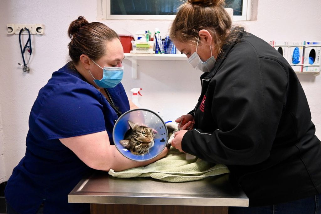 Dr. Keaton and Vicki Weber (LVT) rewrap the bandaging for a cat the recently underwent a leg amputation. 