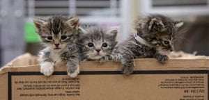 Kittens, Photo provided by the ASPCA
