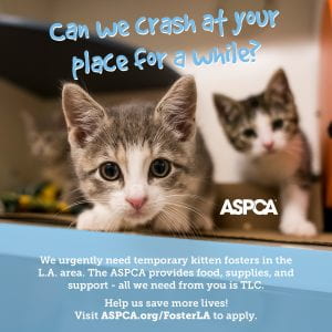 ASPCA Foster Caregivers Needed 