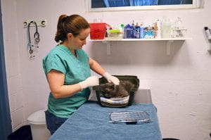 Dr. Henry with a patient at the SPCA of Tompkins County