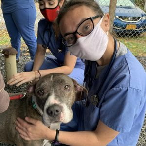 Abbey Bierman providing care to a patient at the Cortland County SPCA