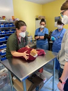 Dr. Erin Henry with a shelter cat and students