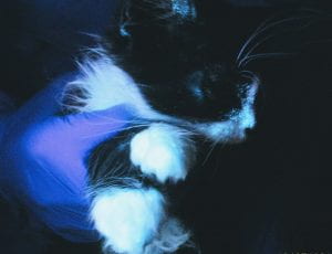 Glowing hair on ear and muzzle of a kitten being held with gloved hand in the dark