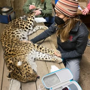 Dr. Aly Cohen assisting a patient at the Binghamton Zoo