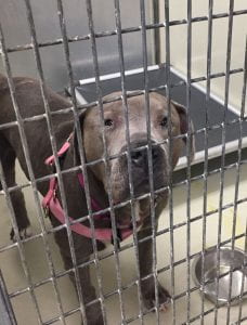 grey pit bull with pink harness and goopy eyes puts her nose on the front of a wire-mesh door of her small kennel, guillotine door down, kuranda bed behind, urine on the floor