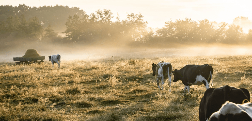 photo of cows in grassy plain with sun rays