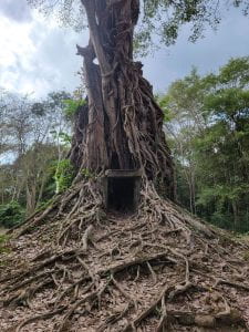 temple with tree growing through it