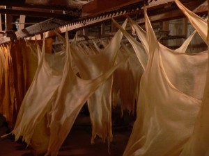 Dried calfskins after dehairing and fleshing.