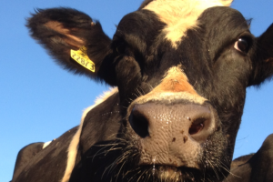 Holstein-Cow