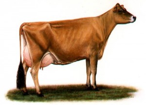 Ideal Jersey cow